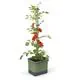 Gusta Garden Tom Tomato