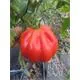 Ochsenherztomaten Samen Liguria