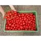 Reinsaat Tomate Marglobe Saatgut Erfahrungen