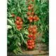 Reinsaat Tomate Matina Saatgut Erfahrungen Reinsaat Tomate Matina Saatgut Erfahrungen