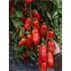 Reinsaat Tomate San Marzano Saatgut Erfahrungen Reinsaat Tomate San Marzano Saatgut Erfahrungen