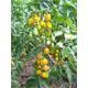 Reinsaat Tomate Yellow Submarine Saatgut Erfahrungen Reinsaat Tomate Yellow Submarine Saatgut Erfahrungen