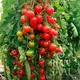 Reinsaat Tomate Zuckertraube