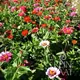 Reinsaat Zinnia elegans Zinnie Carrousel