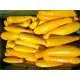 Reinsaat Zucchini Gold Rush Erfahrungen Reinsaat Zucchini Gold Rush Erfahrungen