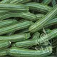 Reinsaat Zucchini Striato d´Italia