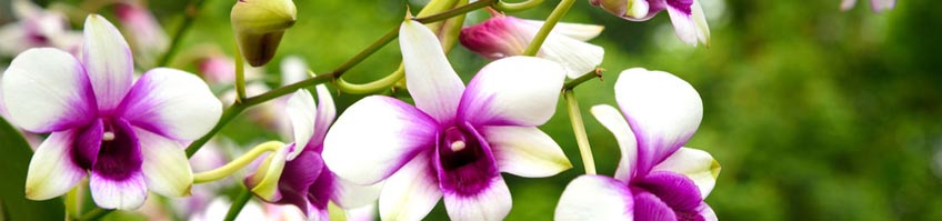 Orchideenpflege kaufen