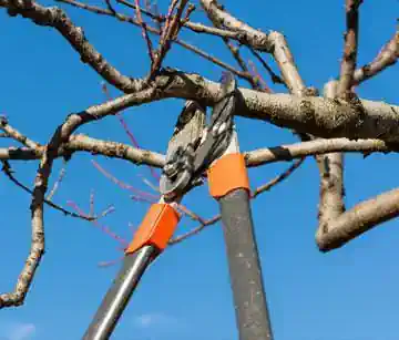 Winterpflege bei B&auml;umen