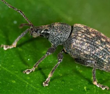 Nematoden gegen Dickmaulrüssler
