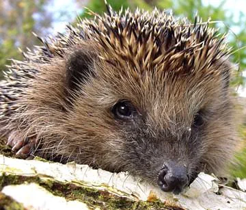 Igel Ratgeber