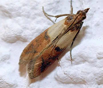 Schlupfwespen gegen Lebensmittelmotten