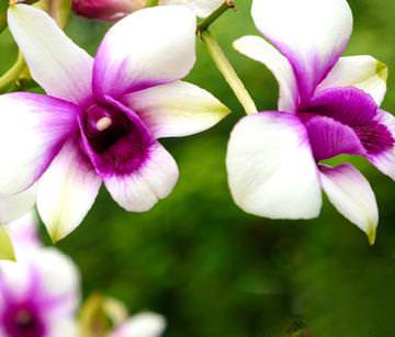 Orchideenpflege