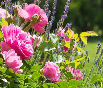 Rosenpflege