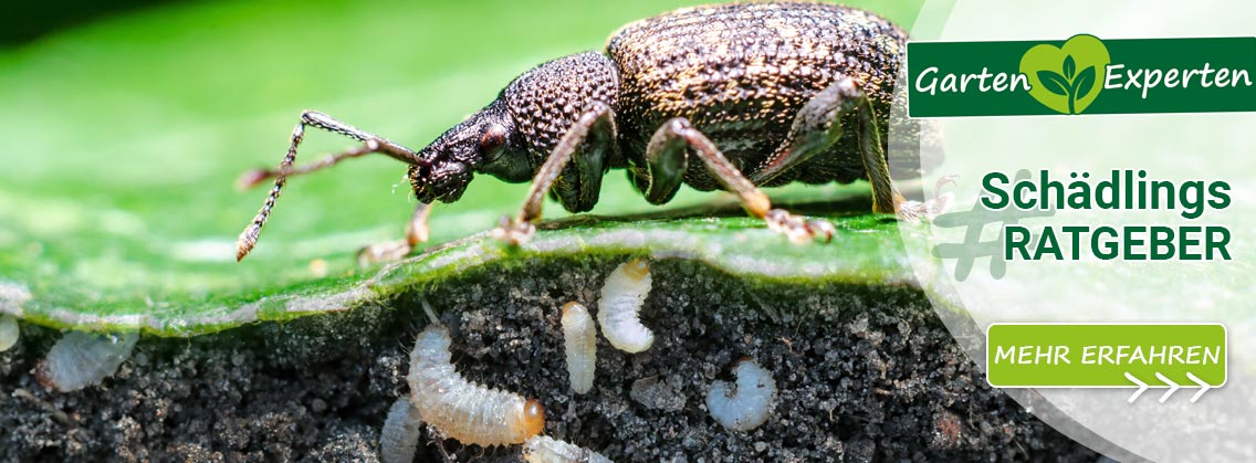 Nematoden gegen Bodenschädlinge