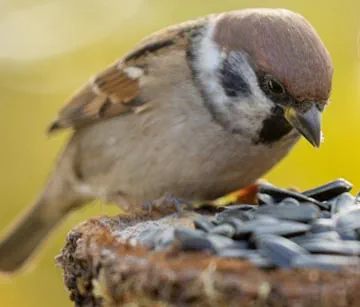 Vogelfutter